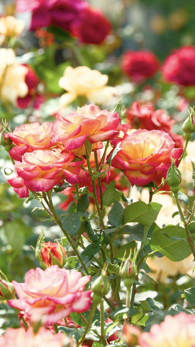 NeukADur's tweet image. #Roses #flowers ＃花