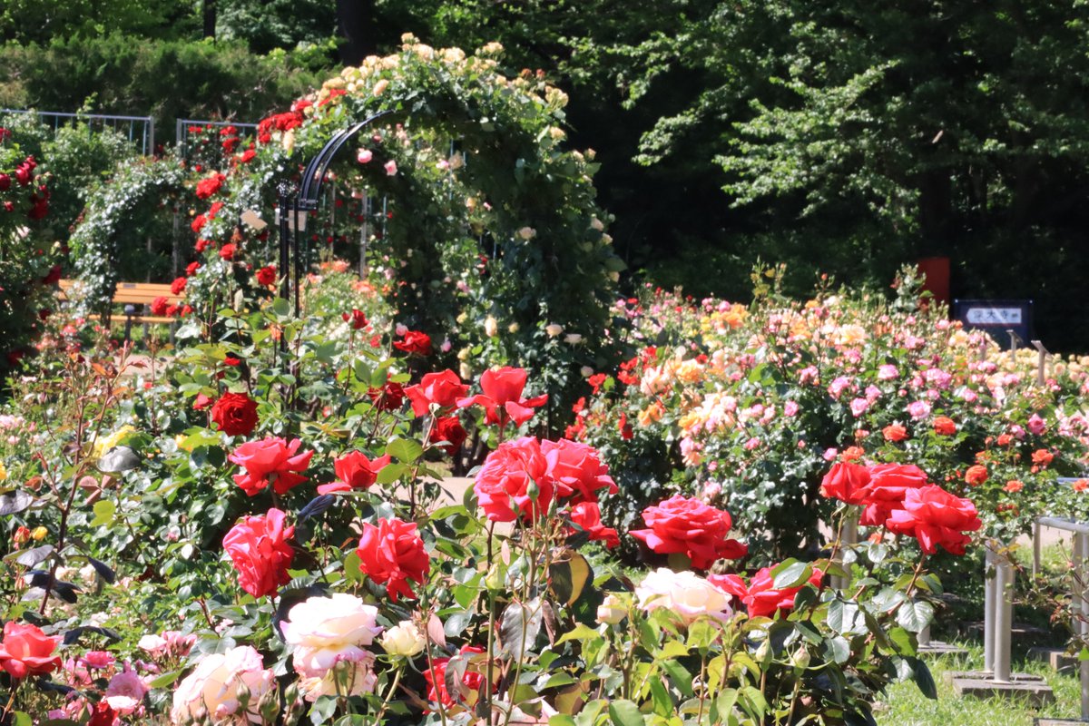 神代植物公園 【公式】 tweet media