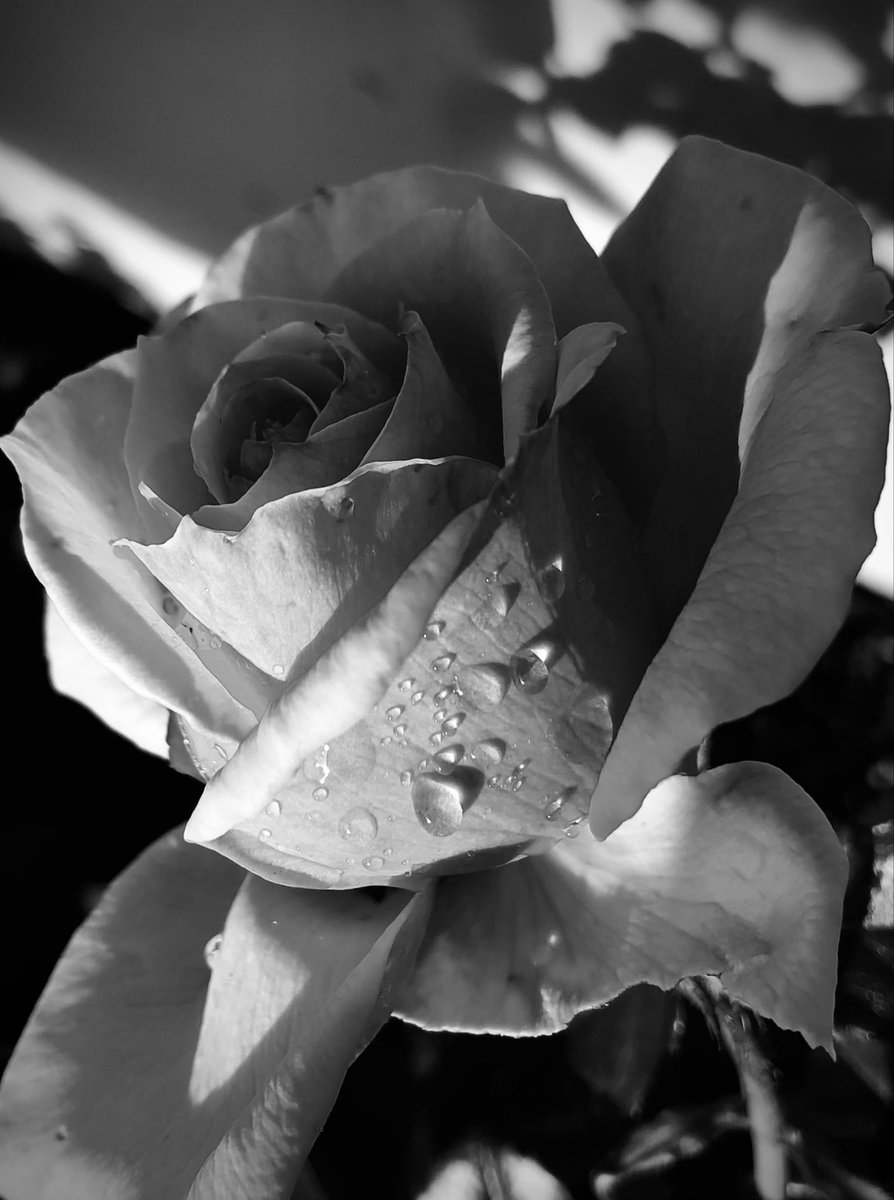 PetalWitness's tweet image. .

light breaks
across the surface

something held
then released

what remains
still gathers

#floralart #rose #monochrome #petalstudy #quietmoments

Rosa (Rose)

Original writing and image — PetalWitness