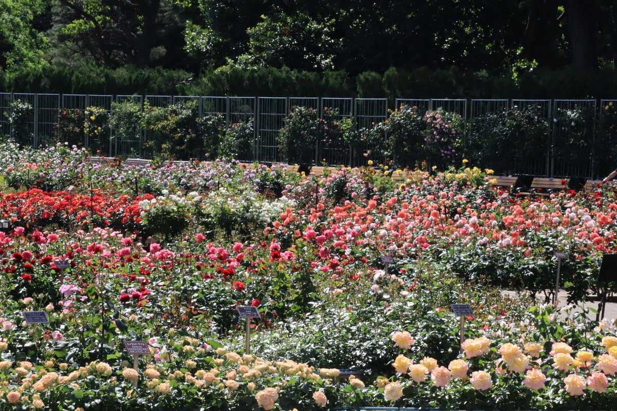 神代植物公園 【公式】 tweet media