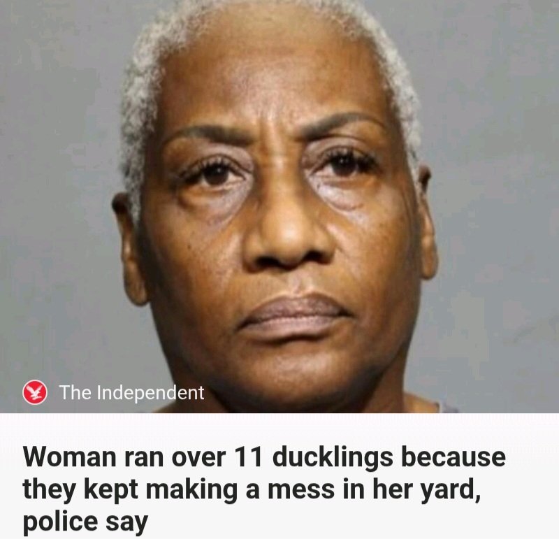 PerryWhiteE29's tweet image. #Woman killed 11 #ducklings.

#TrumpsAmerica