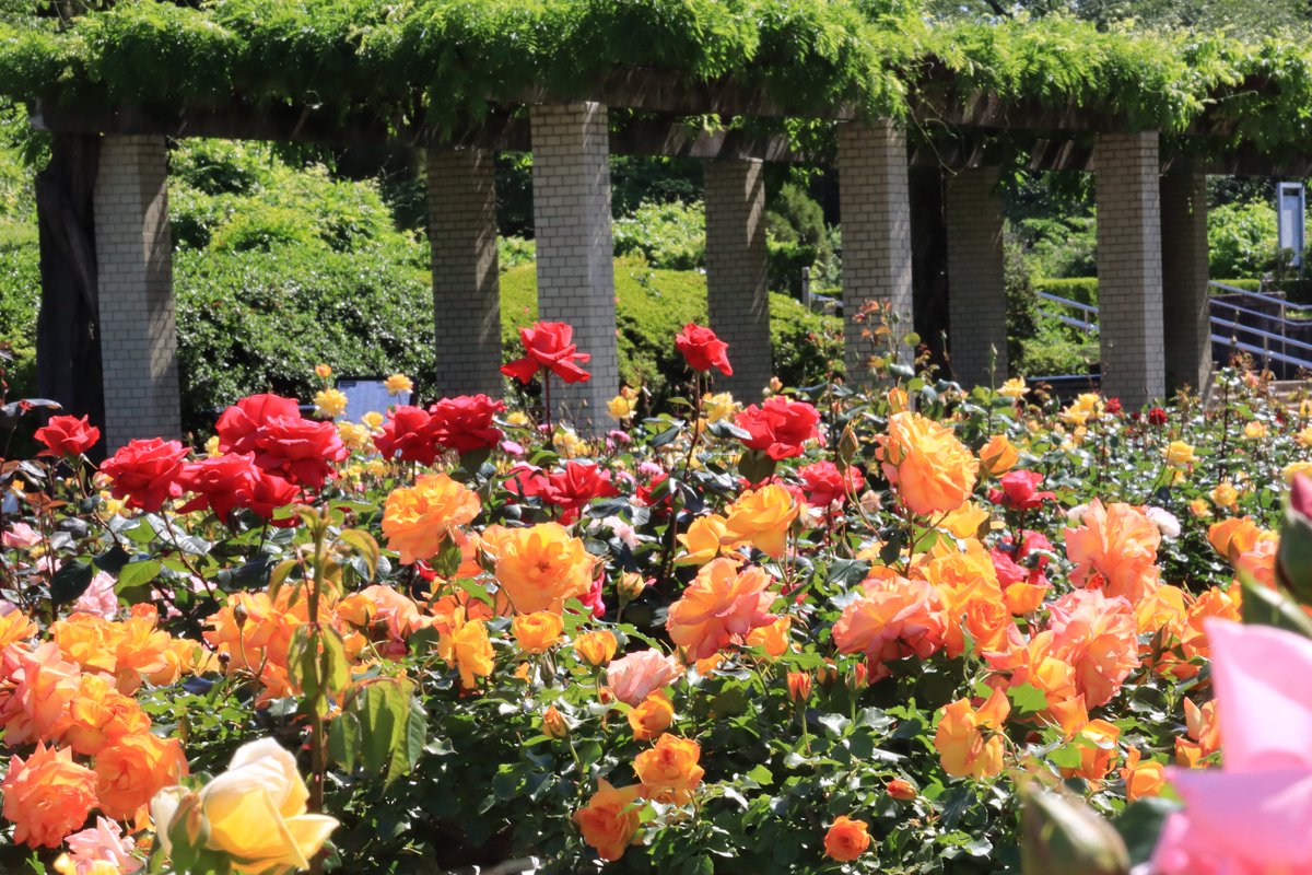 神代植物公園 【公式】 tweet media