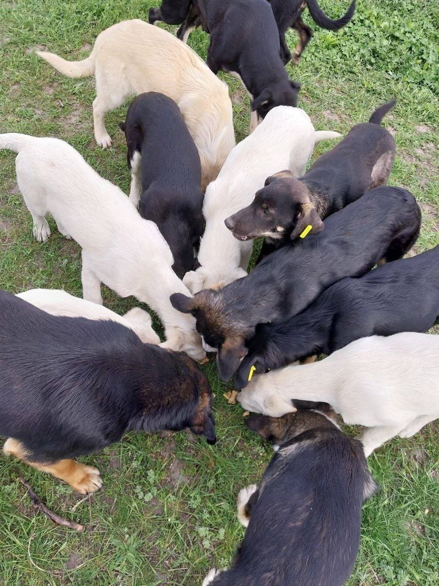 UAnimals.ENG 🇺🇦 tweet media