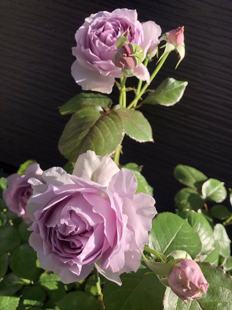チミー🌹 tweet media