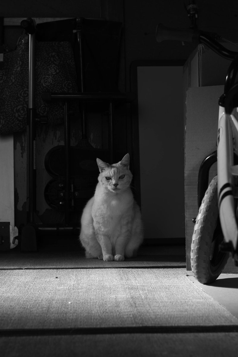 skmz_'s tweet photo. 佇む猫
#PENTAX 
#pentaxk3mkiiimono https://t.co/1OWh6M7ORH