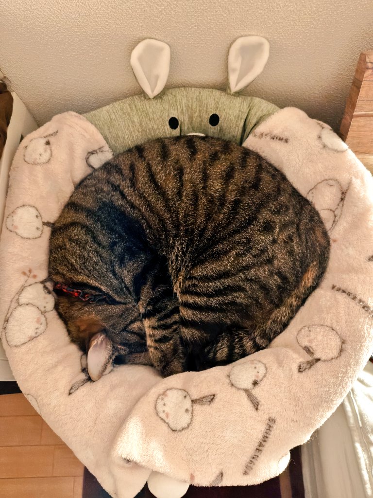 猫まんま