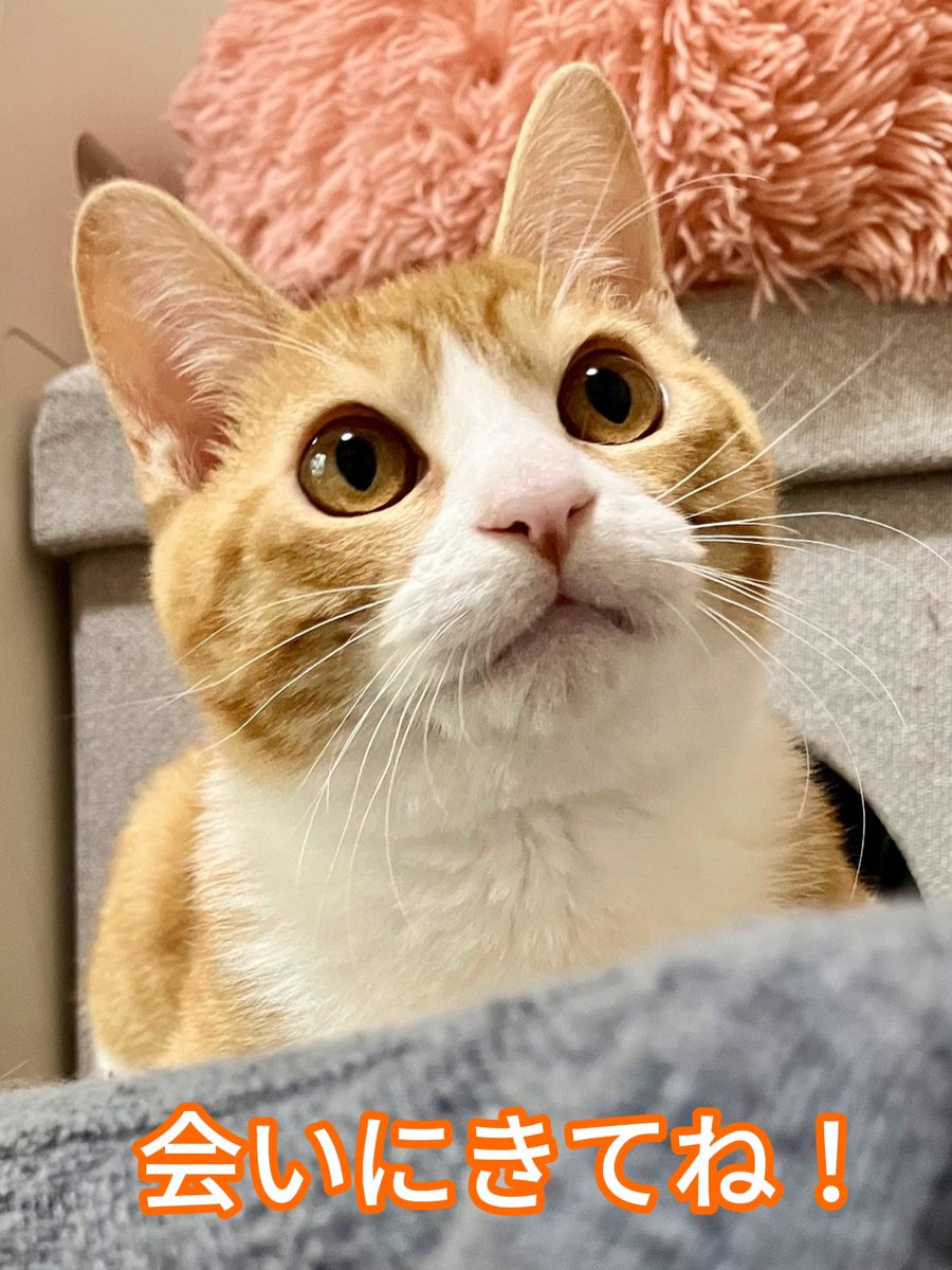✨GW最終日は、和猫かふぇで、かわいい猫ちゃん達とのんびりまったり