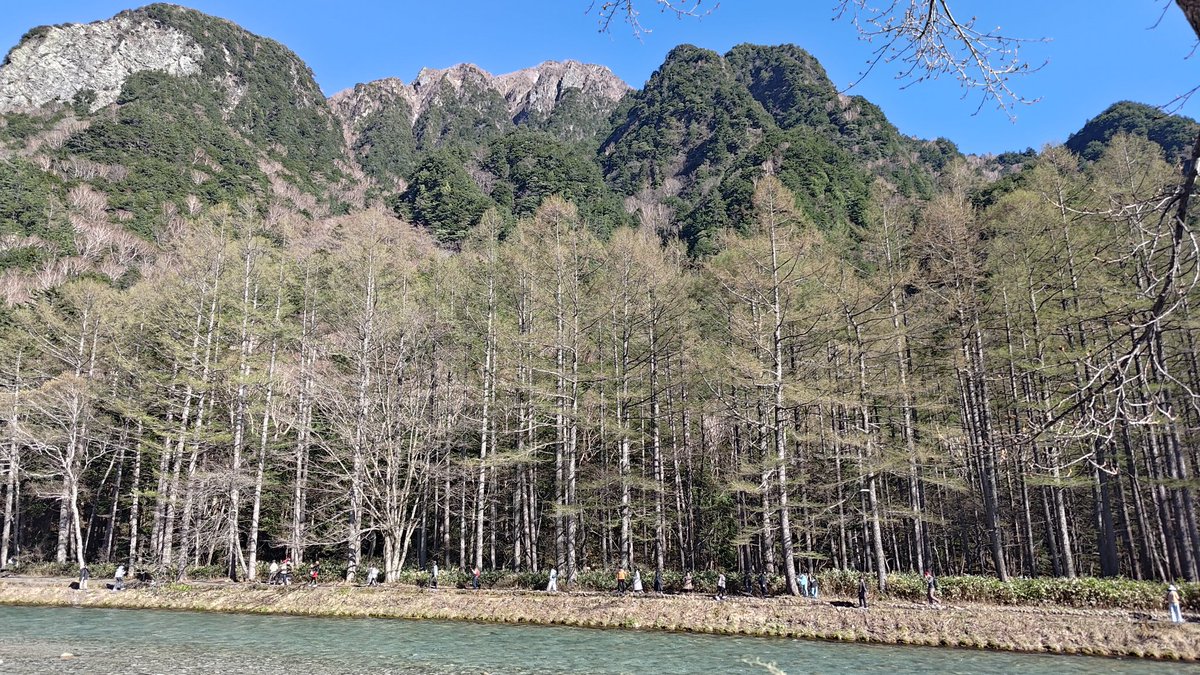 いつもなら５月中旬に咲くミネザクラもすでに散ってしまいましたがカラマツの緑が濃くなってきています。