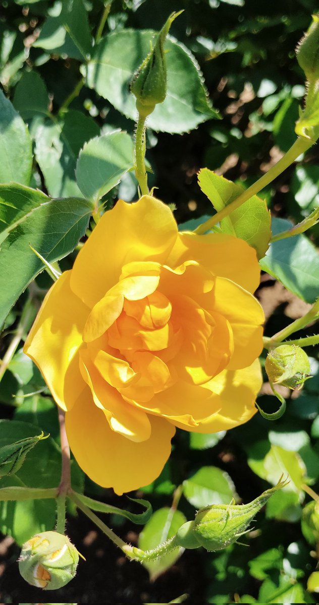 花の生命力はいいね #TLを花でいっぱいにしよう