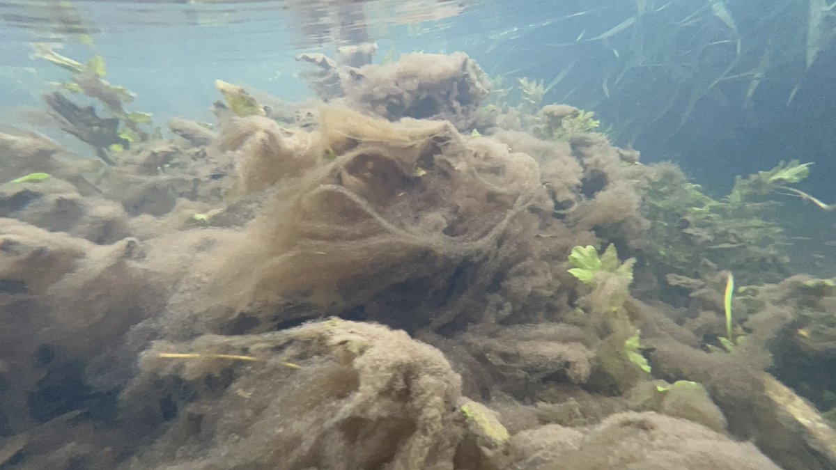 RussellB1ggs's tweet photo. @Feargal_Sharkey @maxribbs @EnvAgency The @GaywoodRiver a RARE #ChalkStream suffers the similar fate☹️enriched with Phosphate leading to Brown Algae scum which coats everything @AnglianWater @EnvAgencyAnglia claims this river has “Good ecological status” 🤷‍♂️ https://t.co/HPDACMGBix