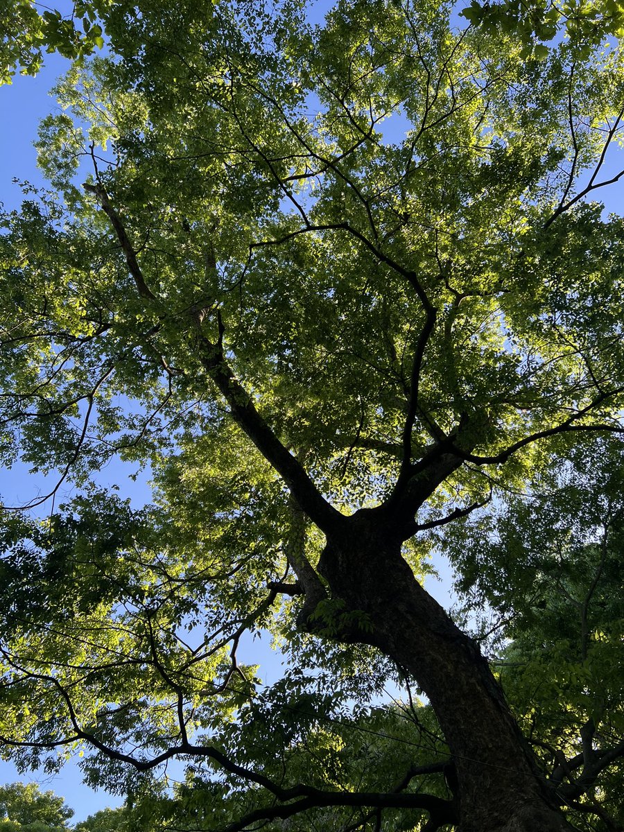 chang_jo's tweet photo. 동네 뒷산 등산 https://t.co/gh7jgwkZBr