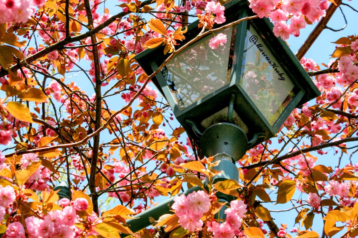 マルクース Marcus tweet media