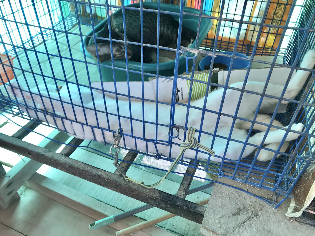 nnpDD's tweet photo. 😸 #แมวตัวน้อยๆของพี่ #cat #catlovers https://t.co/vy9Sy18tnW