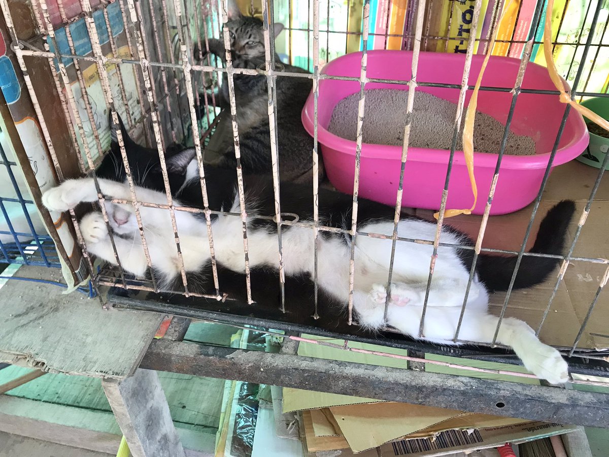 nnpDD's tweet photo. 😸 #แมวตัวน้อยๆของพี่ #cat #catlovers https://t.co/vy9Sy18tnW