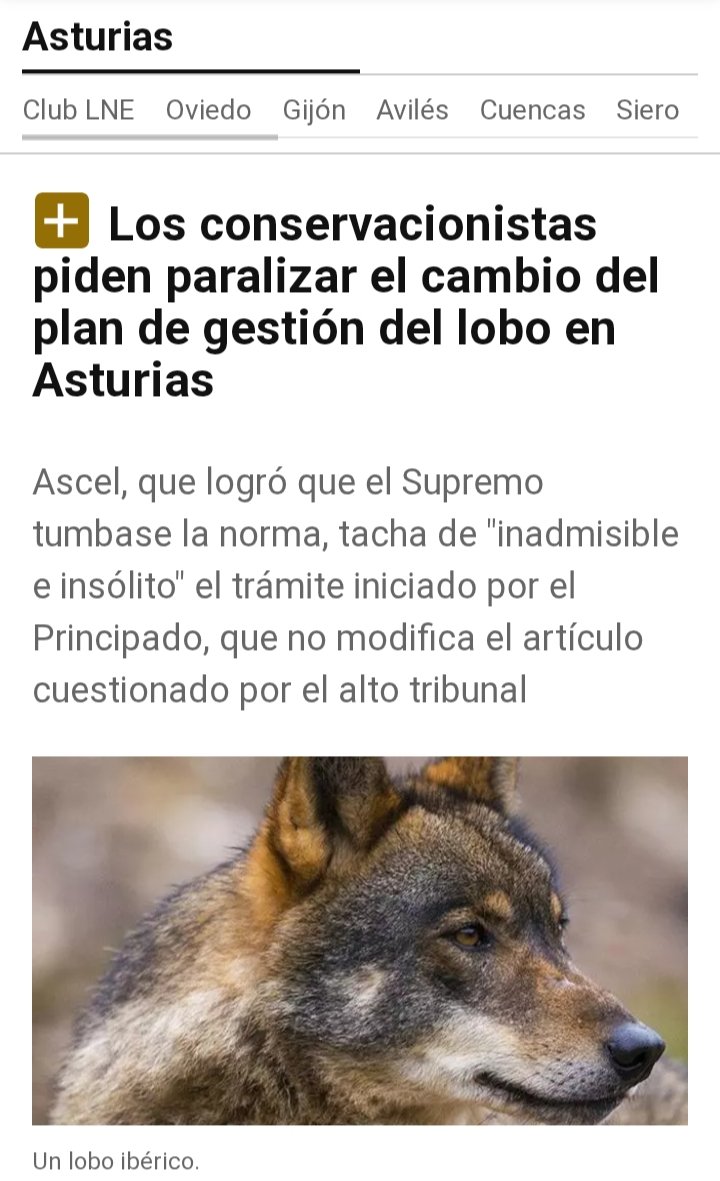 Desde ASCEL hemos solicitado la paralización de la tramitación del II Plan de Gestión del lobo en Asturias. La propuesta no se ajusta al ordenamiento jurídico según la reciente sentencia del Tribunal Supremo.
lne.es/asturias/2026/…