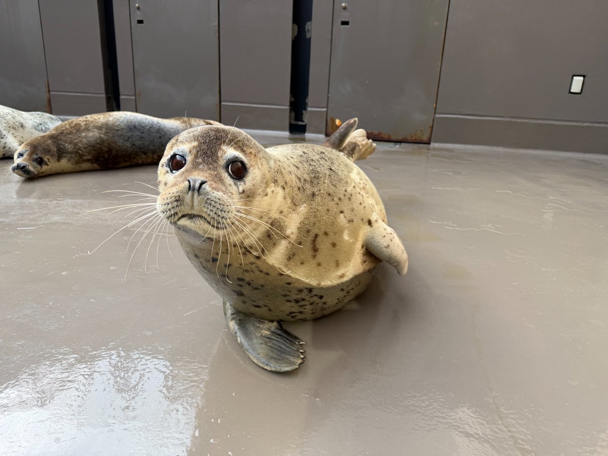 東北エプソンアクアリウムかもすい（鶴岡市立加茂水族館） tweet media