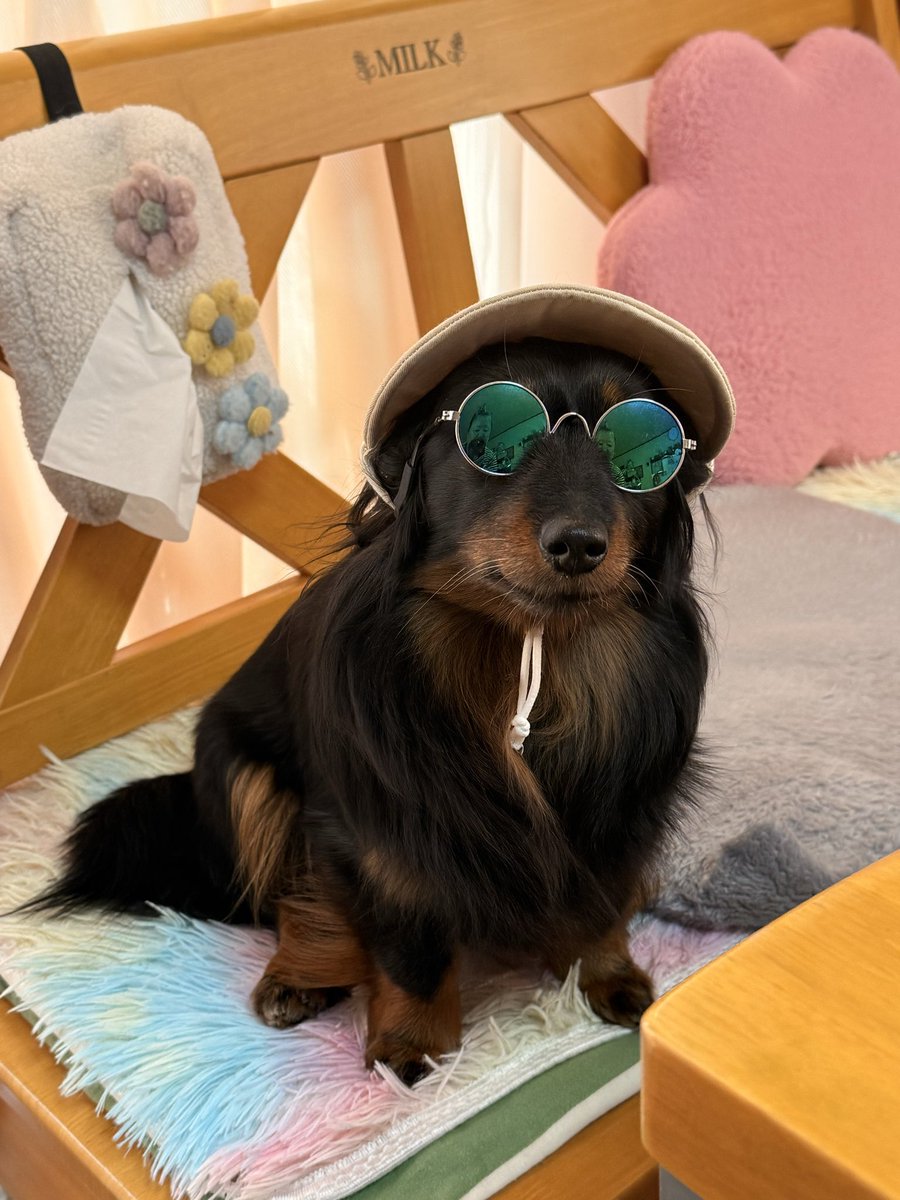 yumik4082's tweet photo. ポコちゃん　お外に出ると
目がしょぼしょぼするので
帽子とサングラスで　対策できました🤗 https://t.co/z8apuz3O7h