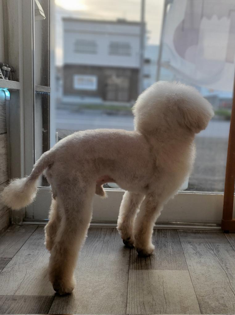 REMON_DOGSALON's tweet photo. お迎え待ち　#ペットホテル https://t.co/Xf6PuNyXff