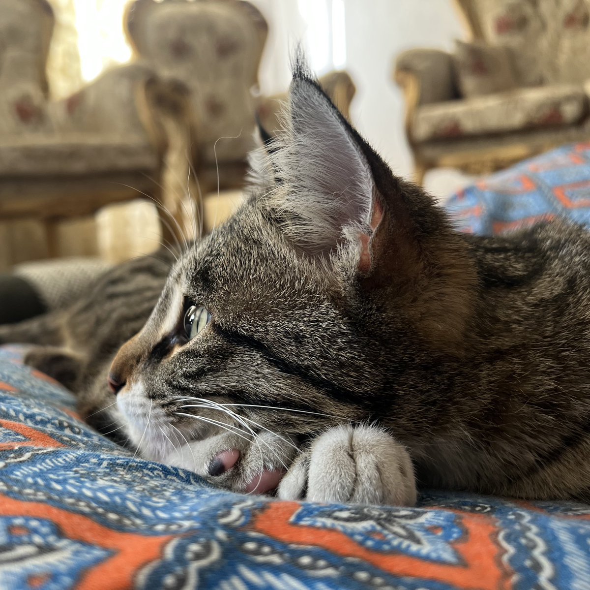 مامان میلو tweet media