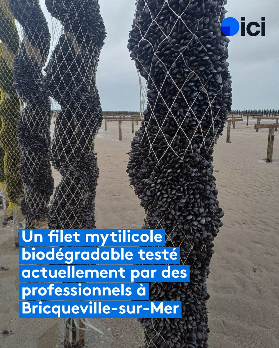 icicotentin's tweet photo. L'objectif est de réduire les déchets marins et plastiques dans les parcs mytilicoles 👇
➡️ https://t.co/v7FA3zWlNa https://t.co/1QoBSimTcj