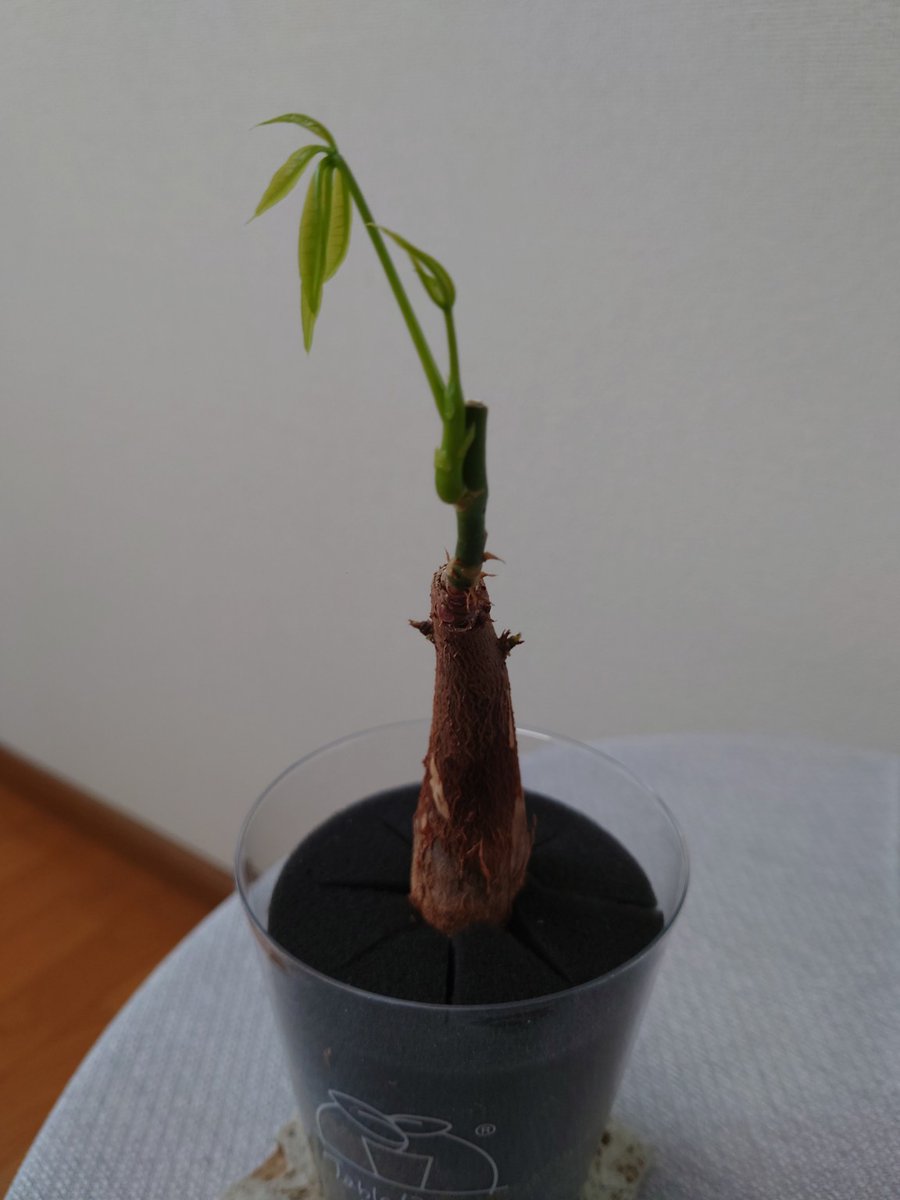 groundcover_jp's tweet photo. 完全に前回と同様の感じになりそうです。茎がヒョロヒョロ、葉がスカスカになりそうです。葉が増えてこんもりこぢんまりした形が理想なのに… https://t.co/PIyNsuxmnV