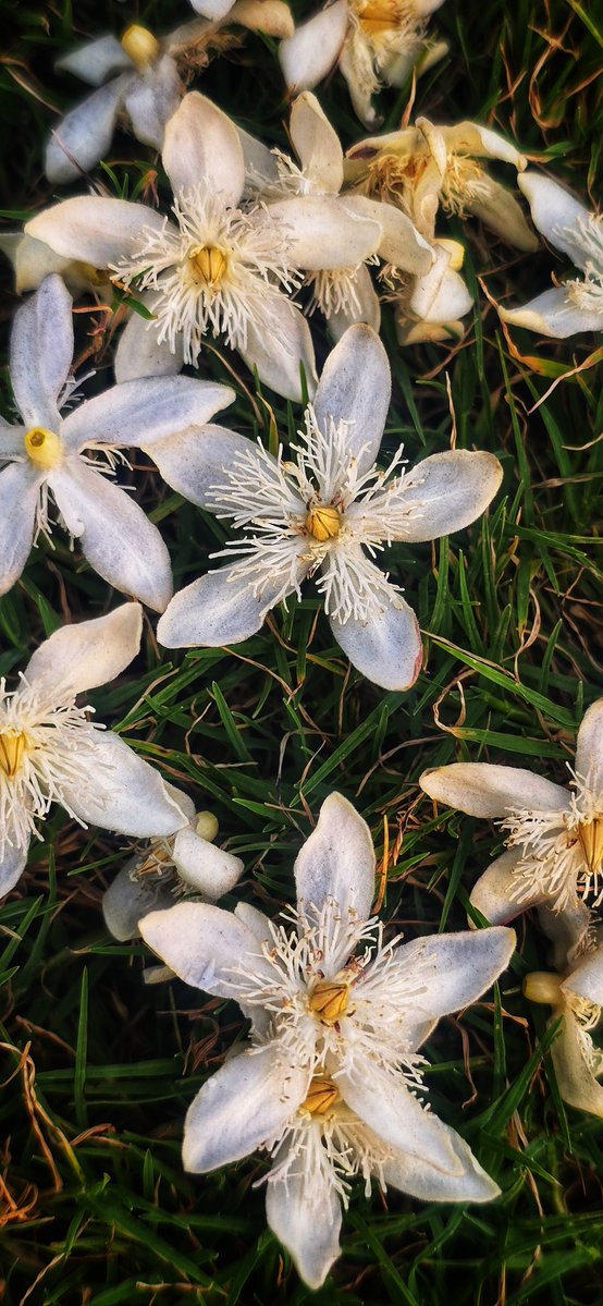 AnshuPragyan's tweet image. In the woods, wildflowers grow naturally, and yes the flower that blooms through hardship is the rarest and most beautiful🍂 Flowers of Wrightia tinctoria (Dyer's oleander) tree🌸  #Debrigarh #Sanctuary