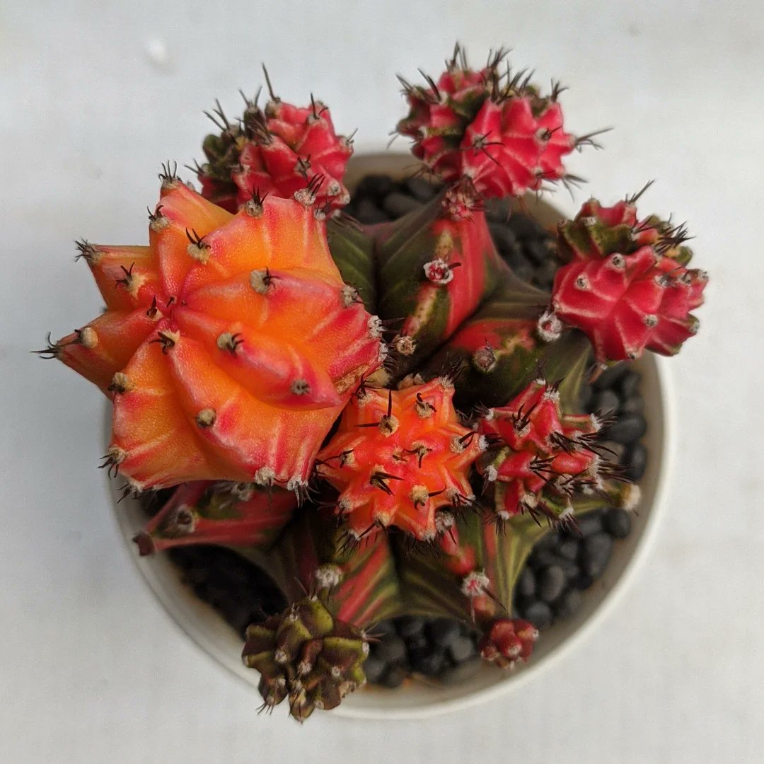 Aq kena permanent... Tapi kata orang dulu banyak anak banyak rejeki....
🌵Mihanovichii hybrid