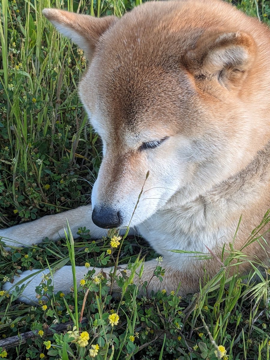 win_opera's tweet image. おさんぽきゅうけいは、おはなのにおいでリラックス㌨よ☺️🐾

　🐾もも🐾

#柴犬　#Shiba