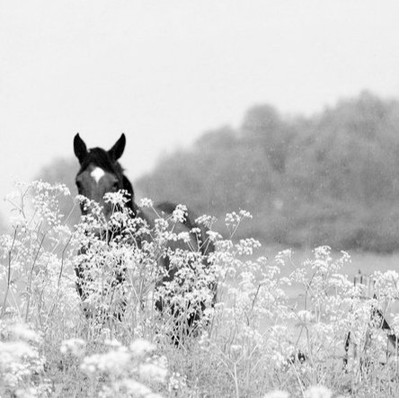 Marydrina's tweet image. #blackandwhite #horse #blackandwhitephoto