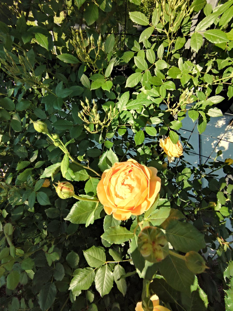 cookie07091's tweet photo. よい天気に恵まれたこどもの日です🌹 https://t.co/63ZboM3oMi