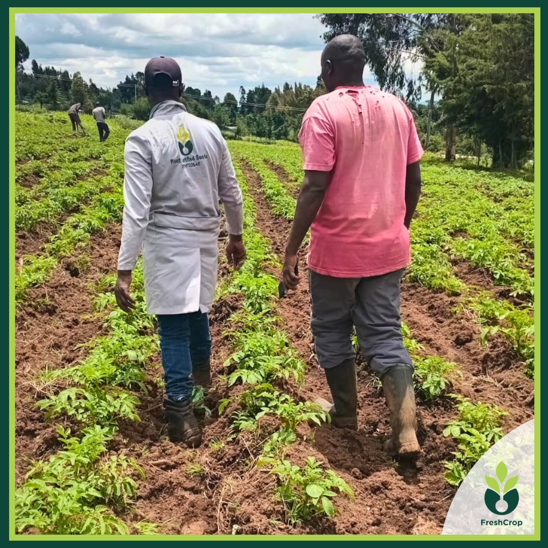 FreshcropLtd's tweet photo. We don't advise from offices. We show up, in the field, in the mud, side by side with the farmer.
Our team walks every row, asks questions, listens carefully, then recommends. We've celebrated record harvests with farmers and sat with them through difficult seasons too. https://t.co/DwbGvDJt0C