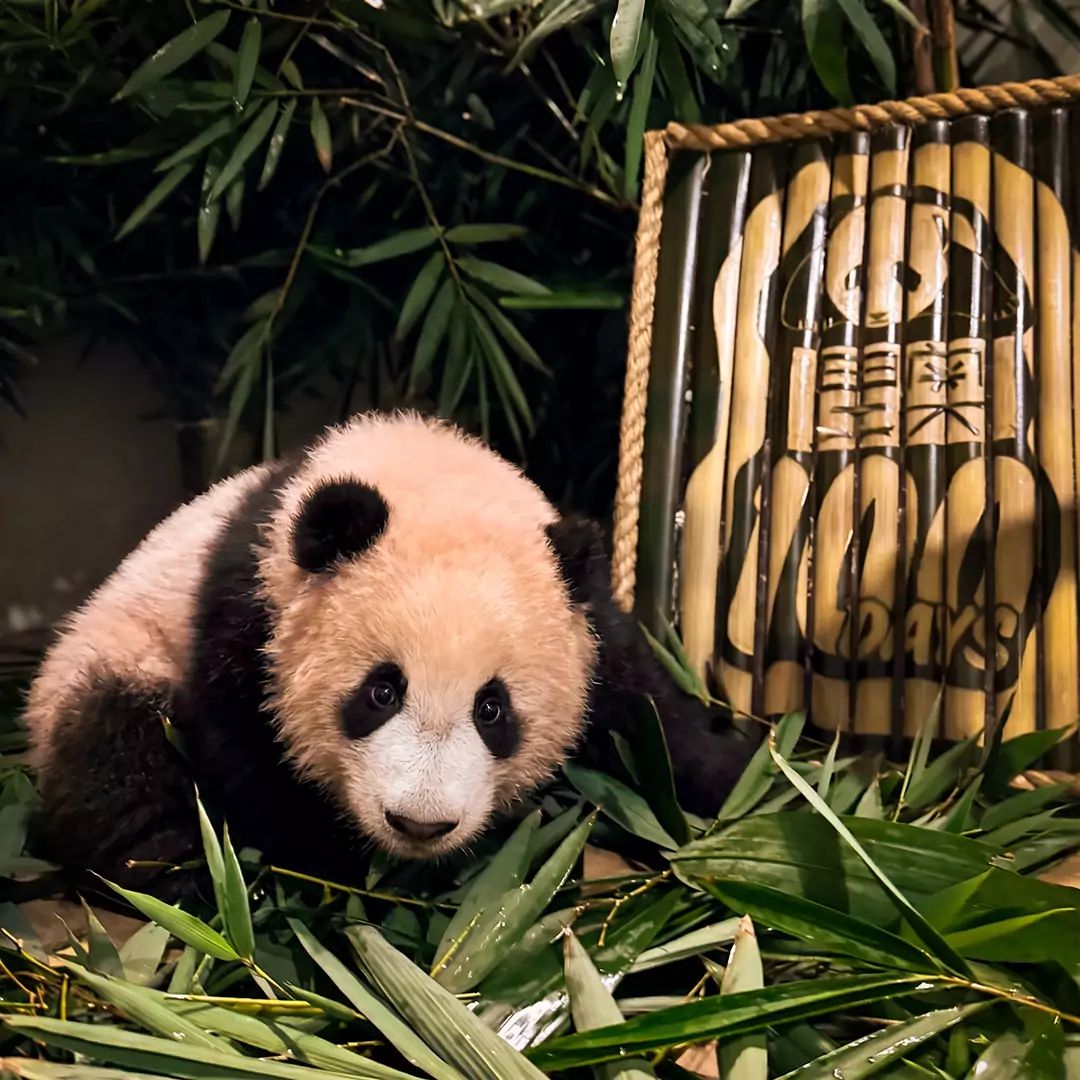LikingPanda tweet media