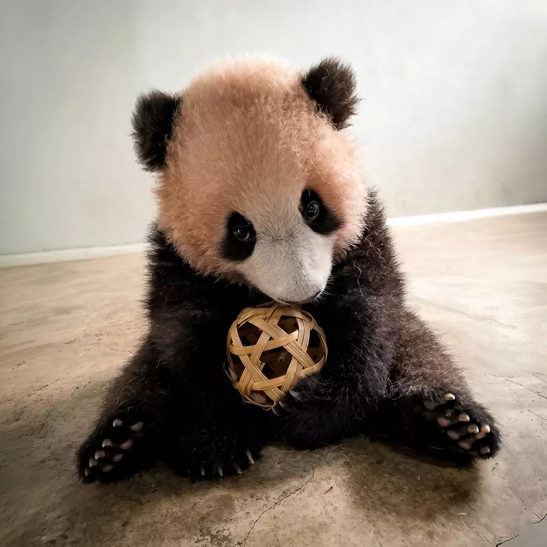 LikingPanda tweet media