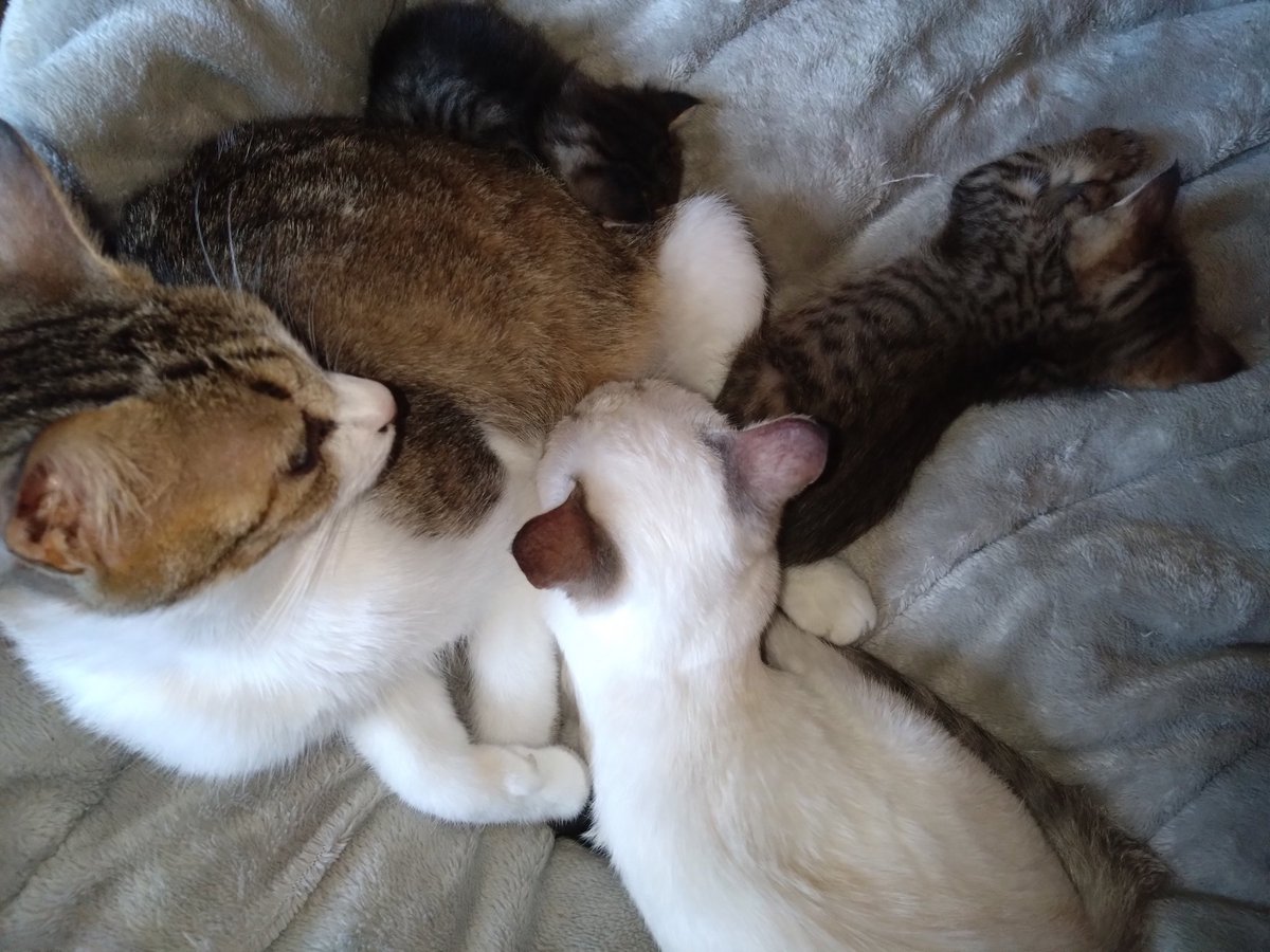 ねこさん NYAoooo！！2 | Yell World｜エールワールド