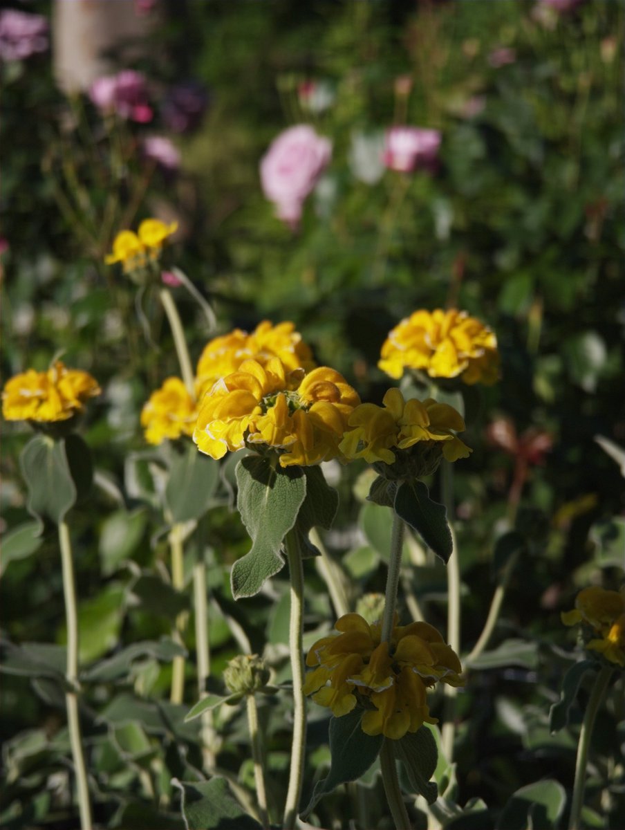 itouri_fd's tweet photo. 色んなお花を見に来た https://t.co/rovol0Gqgx