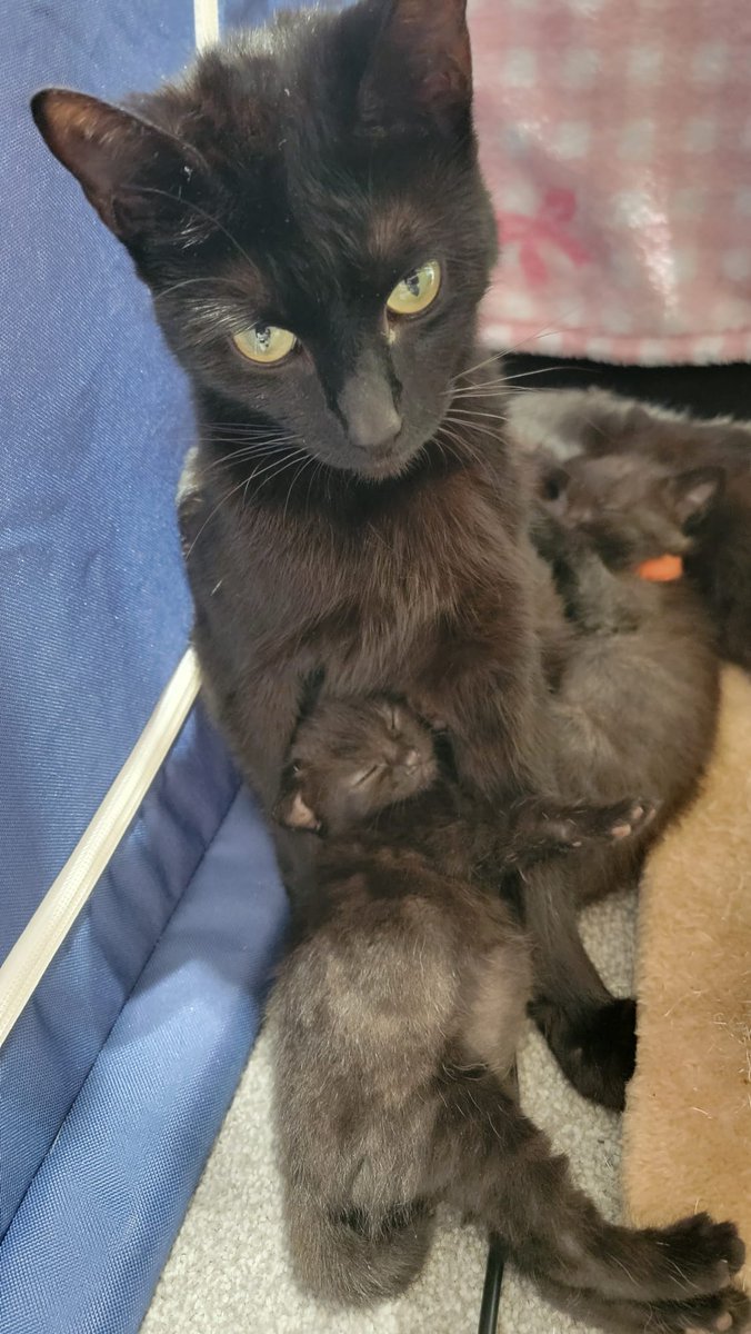 Pippa_Lily's tweet photo. Have crocheted 11 blankets for a cat charity (so far).
 https://t.co/yiOjgmt1CW the same charity my sister is fostering a black mother cat and her kittens.
Unfortunately black cats are the hardest to rehome and they currently have 97 kittens to rehome (as of Apr 25) https://t.co/JoMU1FKxNy