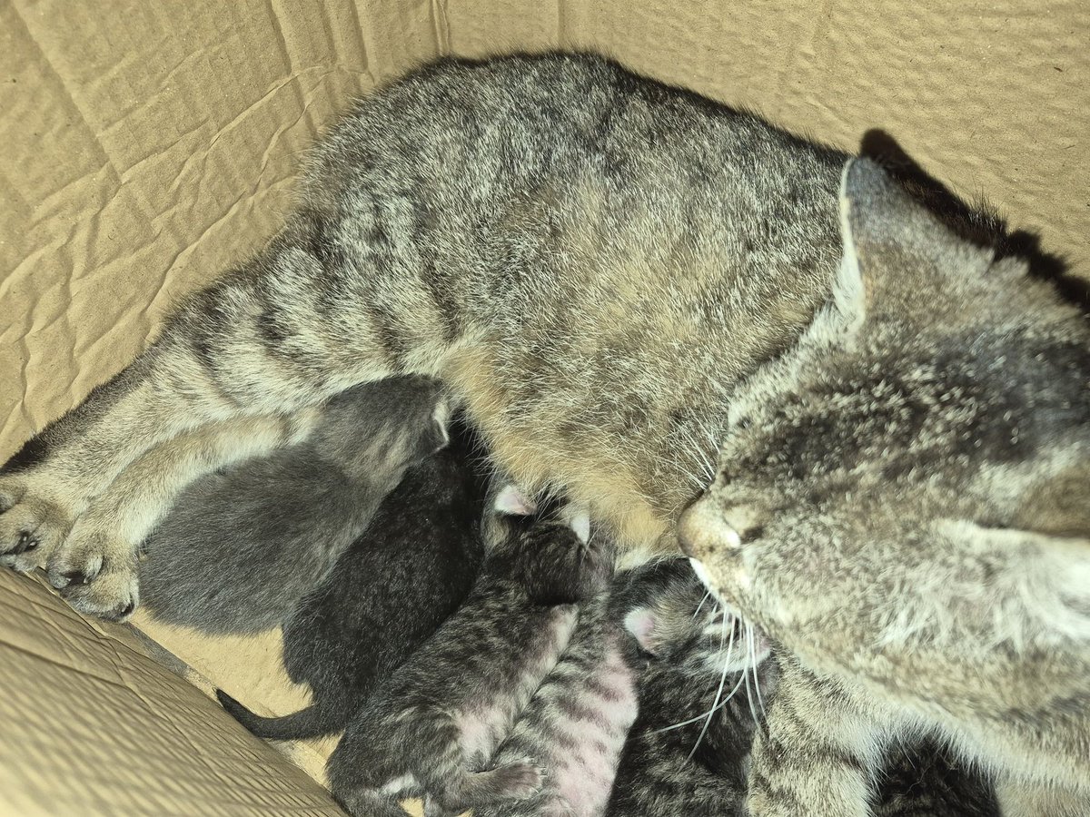 Oksii33's tweet image. A soldier wrote to me, “We have a new addition to the family😁” I already thought his wife was pregnant and they were expecting another child, and then he sends😆
