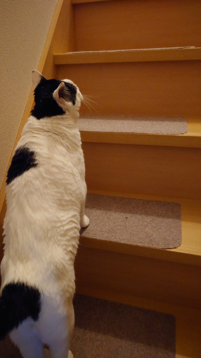 kouz7's tweet image. #cat #猫のいる暮らし #ネコ好き #にゃんこ
何を見てるの？😸