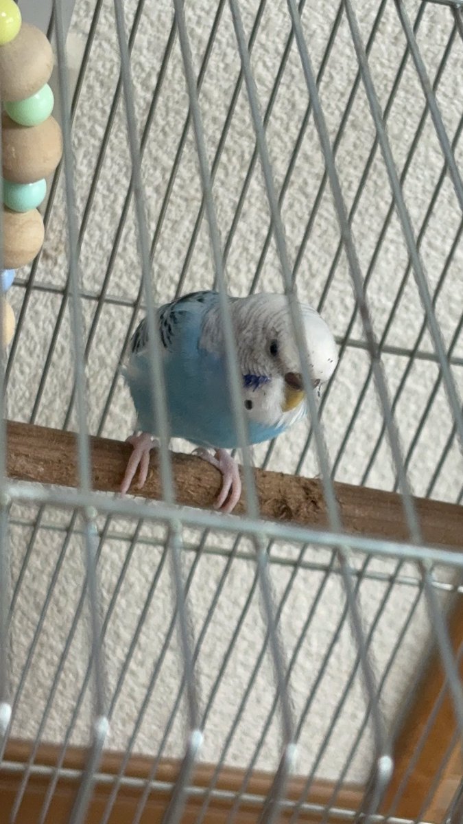 🍀#千葉市迷子鳥セキセイインコ🐥 #保護鳥 #拡散希望 白と水色黒模様の