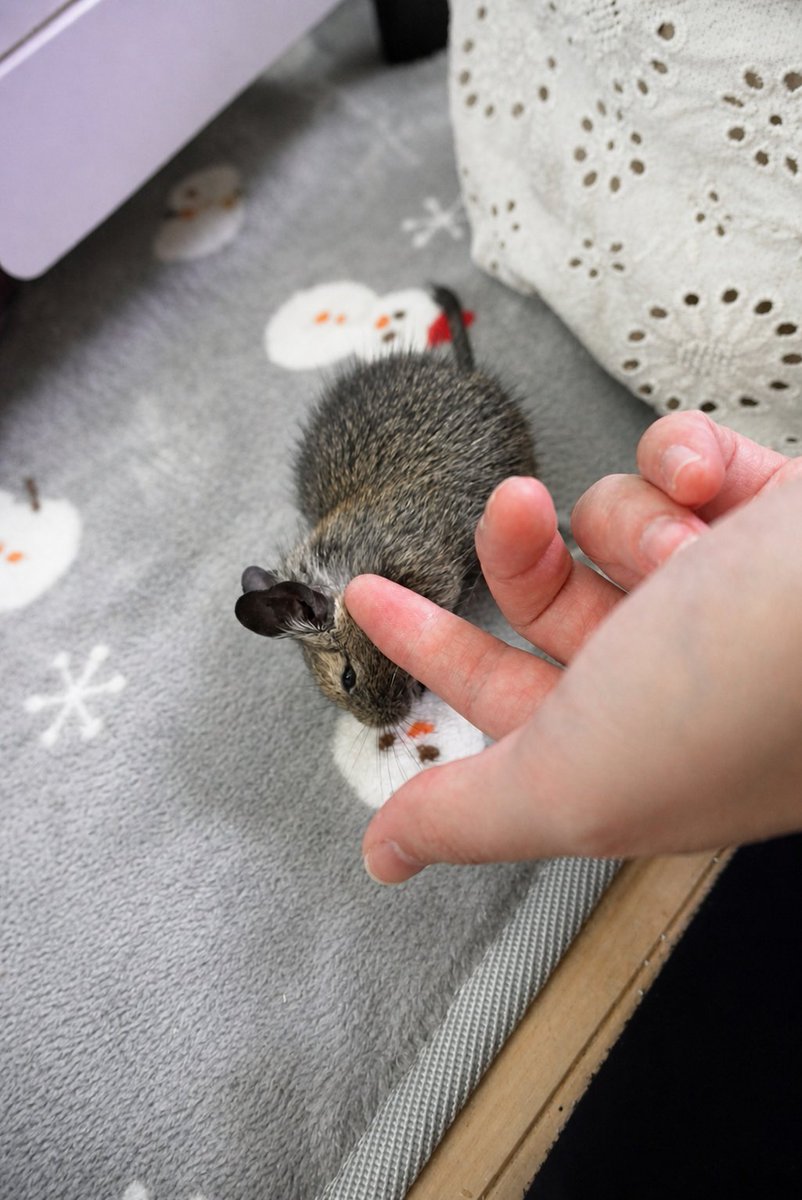 bk5KERHUS370413's tweet image. はじめて、なでられた✨️
うれぴー！
#デグー #小動物 #Baby