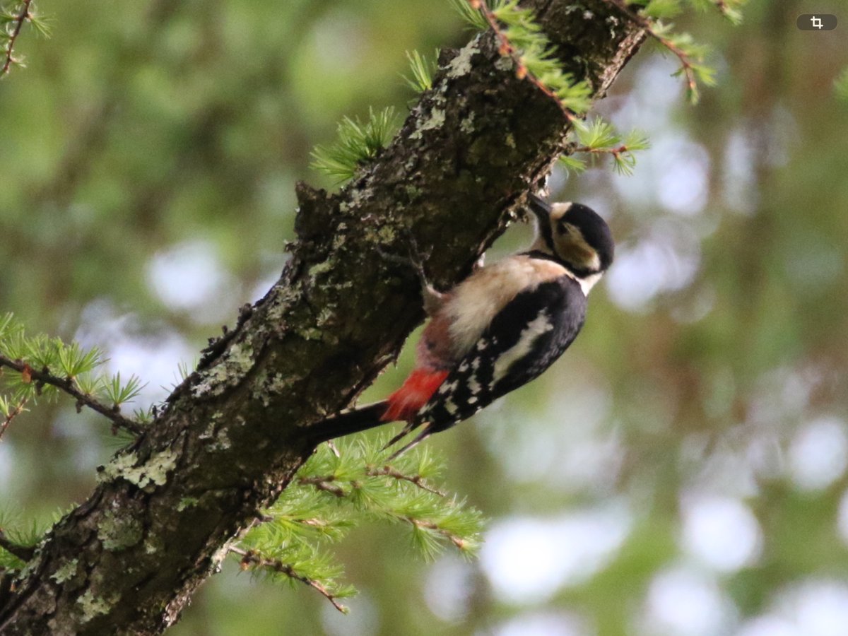 sweetsgrandmama's tweet image. Before I knew it, I was staring only at what was in front of me, like a ＃woodpecker searching for food. Because there was a ＃flower just  in  front  of  myself.  That, too, is a good ＃life I love.
