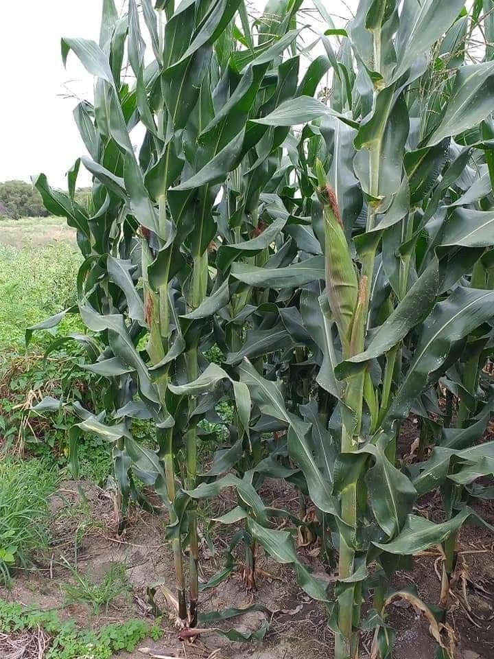AGRONOMME 🇷🇼 tweet media