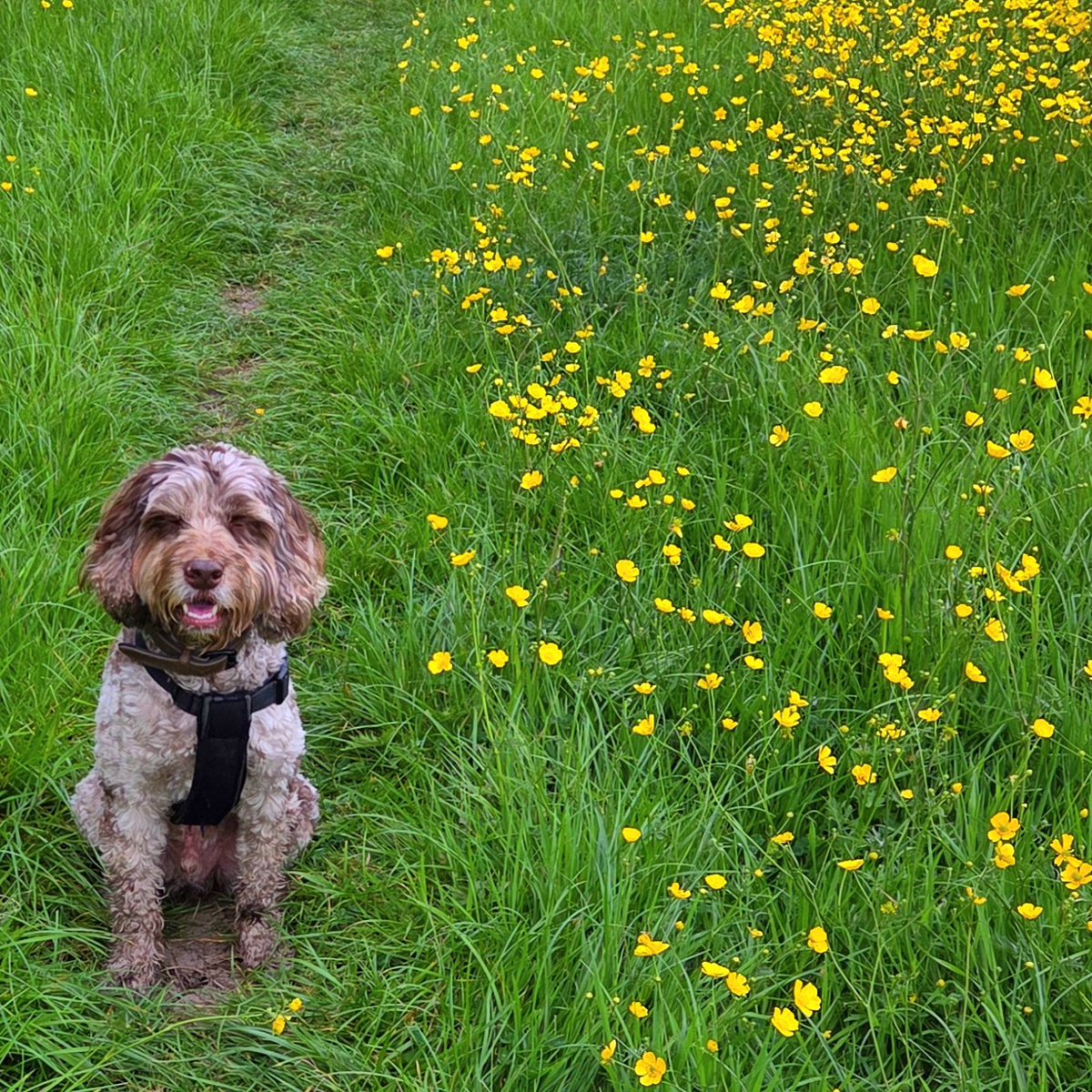 Timsley's tweet image. Morning walk on the Hill with Mr Bosley John Bosley...! #ISAIDIT 🌼

#BOSLEYJOHNBOSLEY