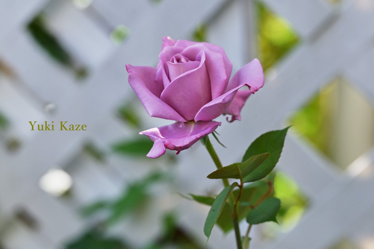 sz0701k's tweet image. お疲れさまです！

庭のブルームーンがまた咲きました🌹

朝は開き具合がまだでしたが
昼間に再確認　▶️Let's go📷

ブルームーンは鉢植えなので、
良い光のある所へ移動できます👌

お隣さんのラティス前へ😅

#BlueMoon #Colors #RosePhotography #RoseLovers 
#TLを花でいっぱいにしよう #薔薇2026