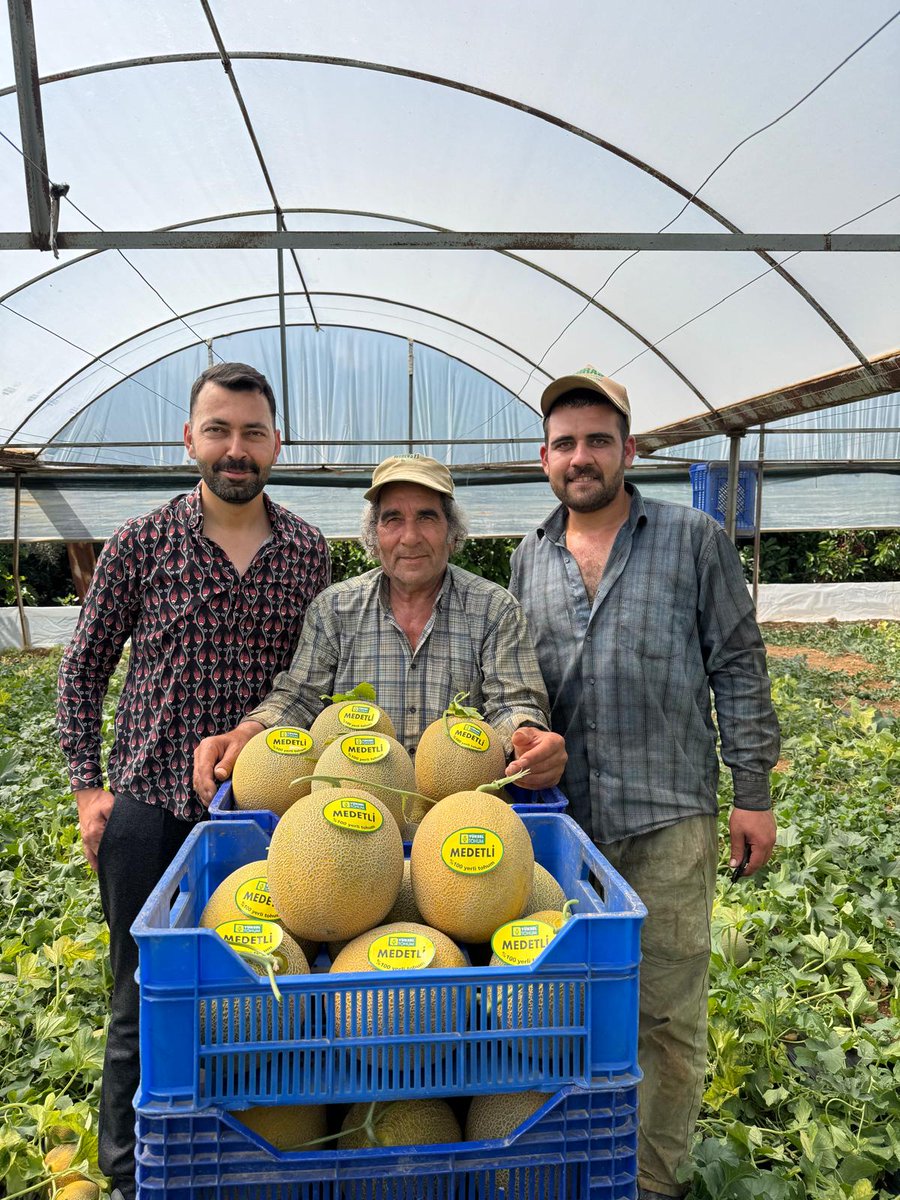 yukseltohum's tweet photo. Kalite, erkencilik ve lezzet bir arada: 
🍈Medetli F1
🌱Bitki: Çok erkenci, güçlü ve verimli yapı.
🍈Meyve: Az oval formda, 2–3 kg ağırlığında. Kabuk çıtır, tat ve aroma üst seviyede.
⏳ Yetiştirme Dönemi: Sera, alçak tünel ve açık tarla.
🛡Dayanımlar: MNSV, Fom 0-1 https://t.co/TgjMxS37gE