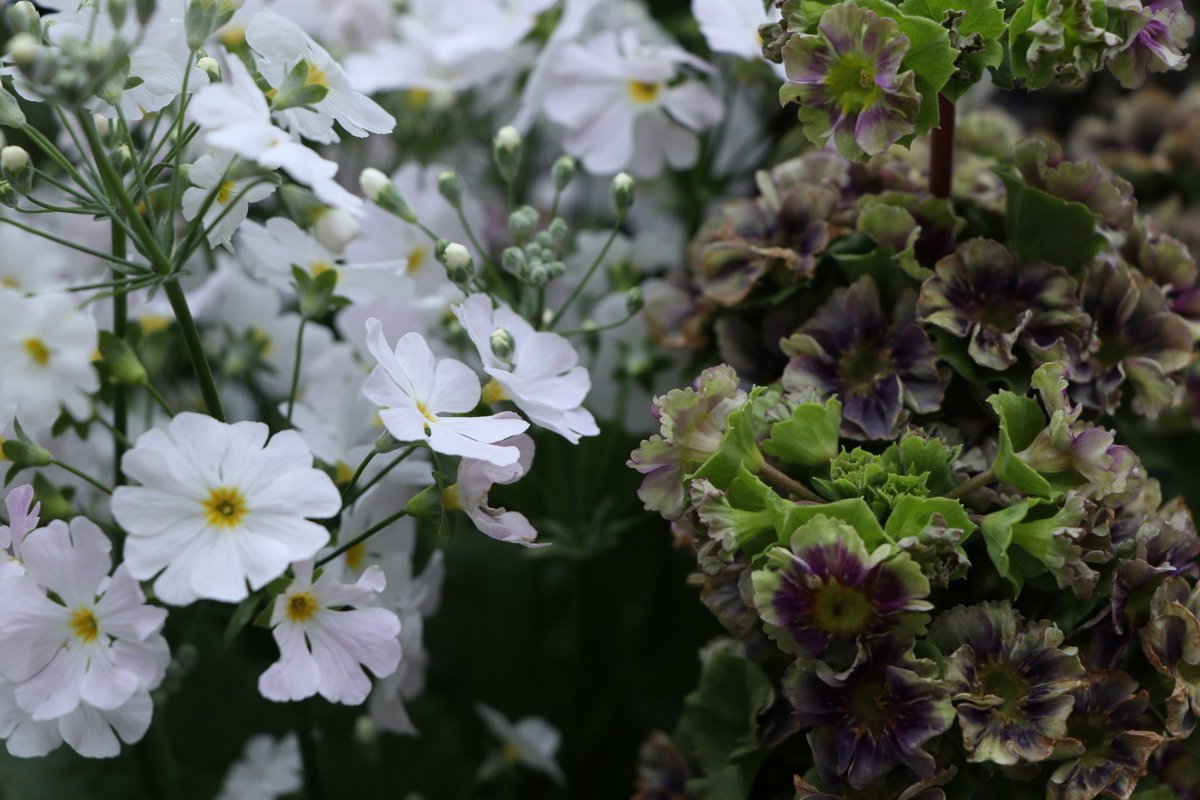HalPy04's tweet photo. #flower
#ファインダー越しの私の世界 #キリトリセカイ #photography #HalPhot https://t.co/OVV5Sxy5Vw