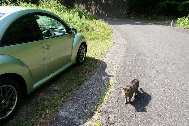 バイクに乗るぞと意気込んでいたのにまた車のキーを取ってしまった‥片道137km先の猫ちゃんズに会いに😺