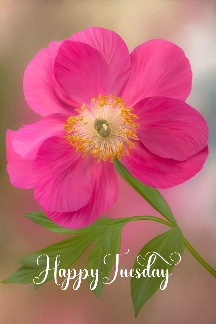Sherlene Harris tweet media