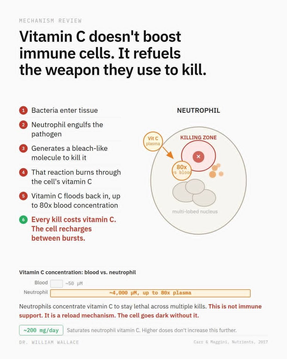WilliamWallace's tweet photo. Vitamin C does not boost your immune system. It refuels the cells doing the actual "killing."

When a neutrophil engulfs a bacterium, it generates hypochlorous acid, the same chemistry as bleach, to destroy it. That oxidative burst works, but it burns through the cell's internal vitamin C in the process.

What most people miss: neutrophils actively pump vitamin C in from the bloodstream against the concentration gradient, accumulating it at up to 80 times plasma levels. This is an energy-requiring process. The purpose is to recharge the cell's antioxidant capacity between killing events so it can fire again.

This is why "vitamin C boosts immunity" misses the biology. The effect is not stimulatory, it is regenerative. The cell already has the machinery to kill. Vitamin C keeps that machinery operational across multiple pathogen encounters.

Practically: ~200 mg/day saturates plasma concentration, which corresponds to neutrophil saturation. Higher doses do not further increase intracellular levels in healthy individuals. Most people eating a reasonable diet are covered. Where this matters most is in infection, surgery, or sustained physical stress, contexts where vitamin C status is rapidly depleted and the recharge mechanism is under real demand.

Carr & Maggini, Nutrients, 2017