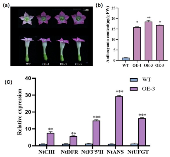 Plant Cell Reports tweet media